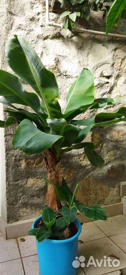 Банан Кавендиш