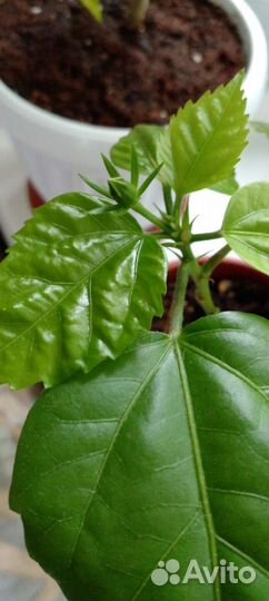 Цветы комнатные