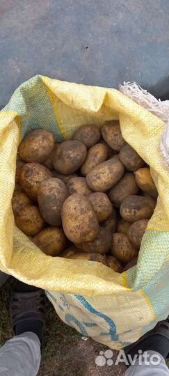 Картошка крупная