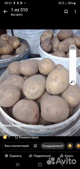 Продам картофель