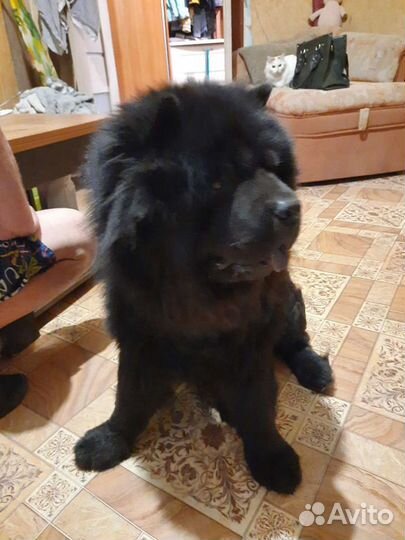 Кобель чау-чау вязка