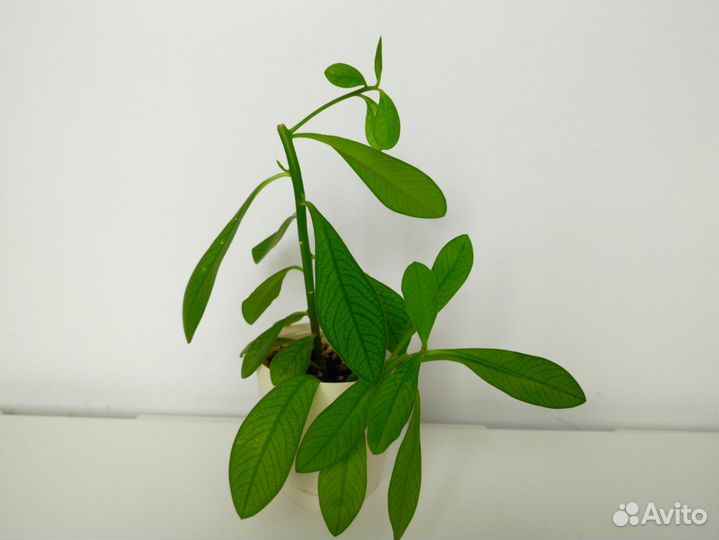 Молочай синадениум