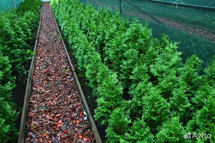 Туя западная колоновидная колумна 6-ти летка