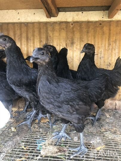 Цыплята ухейилюй