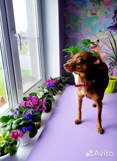 Многолетние садовые и домашние цветы