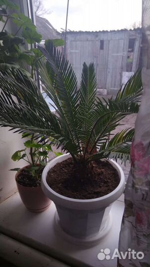 Комнатные цветы