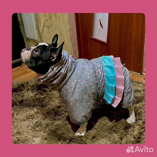 Одежда для собак Шью на заказ
