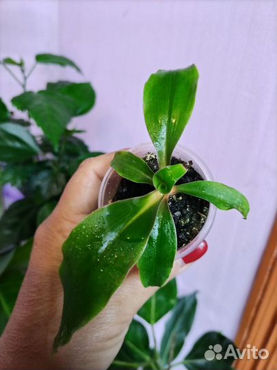 Хлорофитум, алоказии