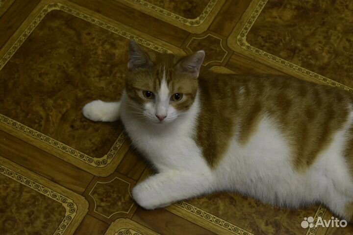 Котик