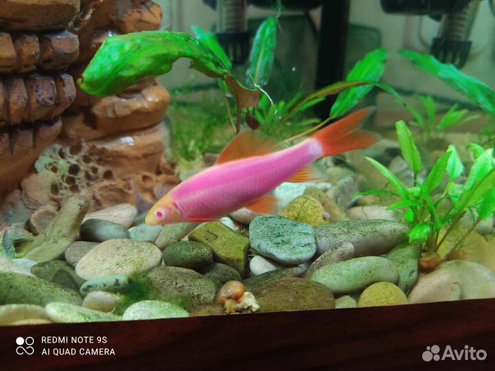 Аквариумные рыбки Лабео 8 см 1шт