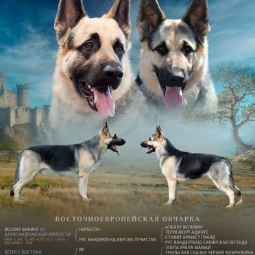 Восточноевропейская овчарка, щенок