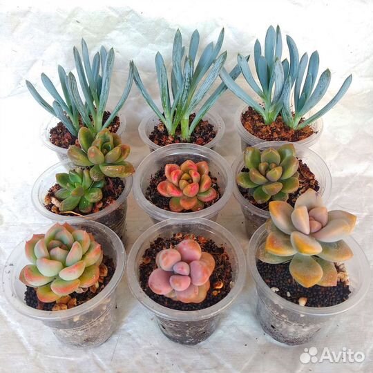 Суккуленты редкие пухляши и не только