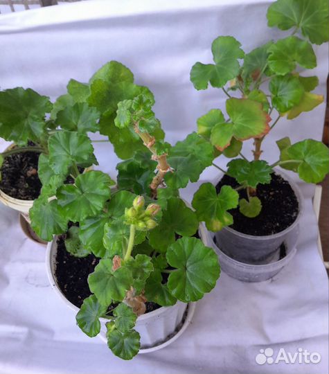 Комнатные цветы