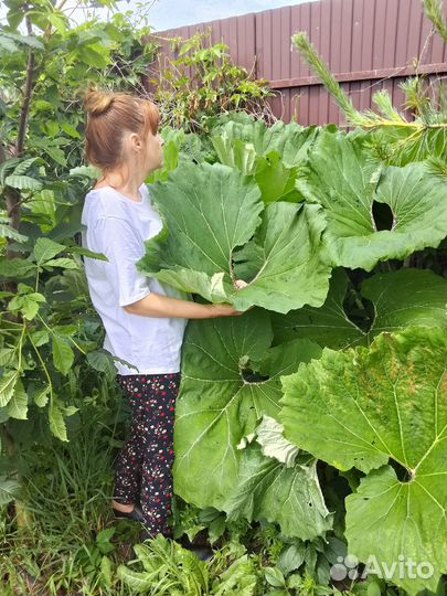 Белокопытник гибридный