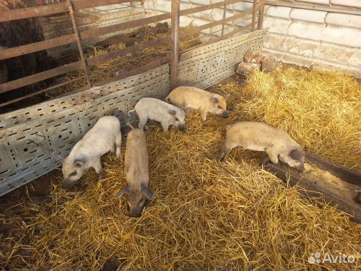 Поросята венгерской мангалицы