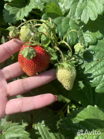 Рассада клубники вьющейся