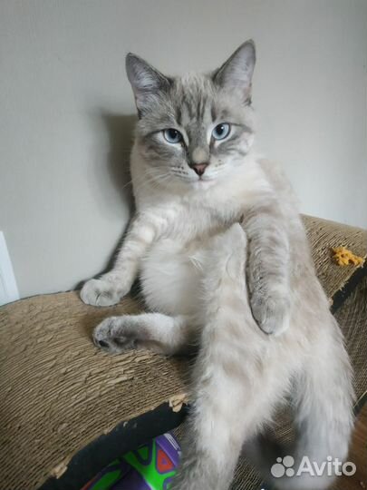 Кот для случки