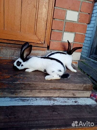 Кролики. Немецкий пестрый великан - Строкач