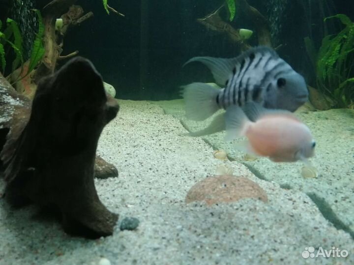 Цихлозома чернополосая