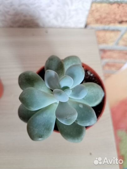 Суккуленты