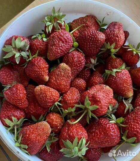 Усы ягоды виктории