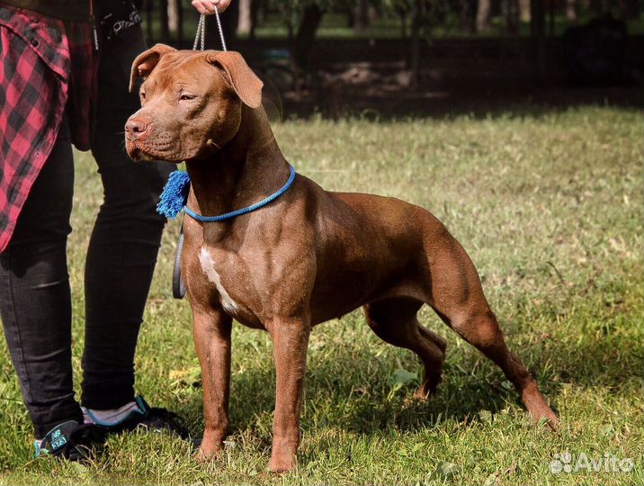 Хендлер для Вашей собаки