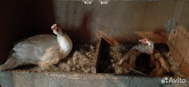 Мускусные утята тяжелой линии