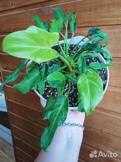 Филодендрон Ксанаду Дварф Вар dwarf xanadu VAR