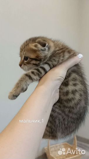 Шотландские вислоухие котята