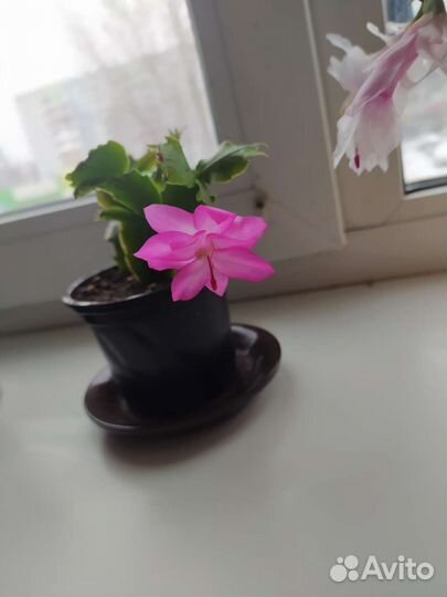 Декабрист шлюмбергера сортовые