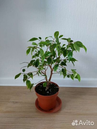Фикус бенджамина пестролистный Кинки