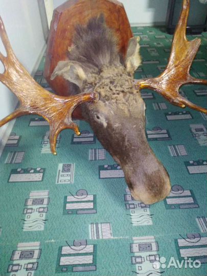 Чучело лося,тура,рога