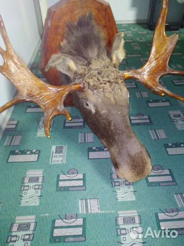 Чучело лося,тура,рога