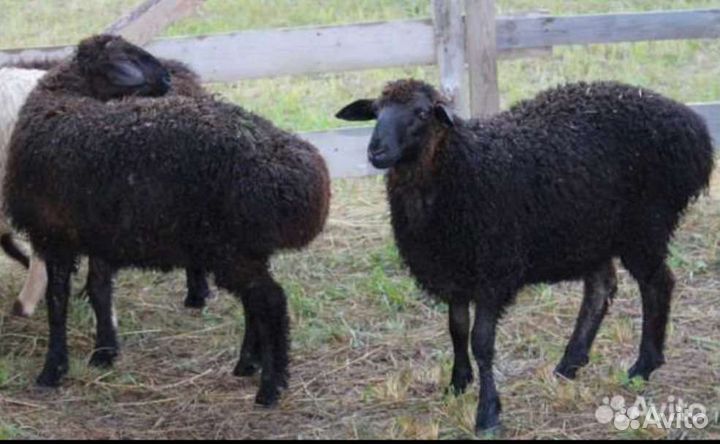 Курдючные бараны овцы