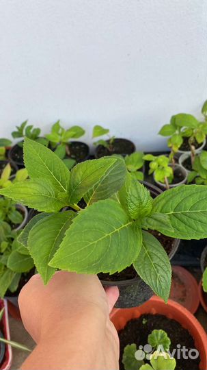 Гортензия бесконечное лето крупнолистовая