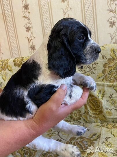 Русский спаниель