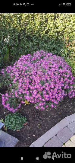 Астра шаровидная