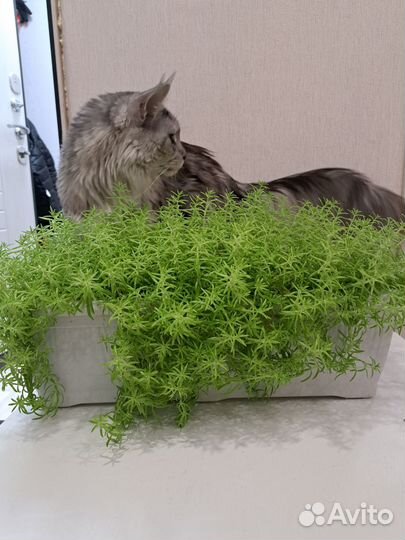 Комнатное растение