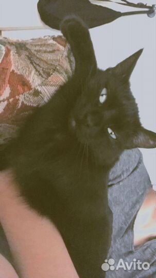 Кошечка в добрые руки