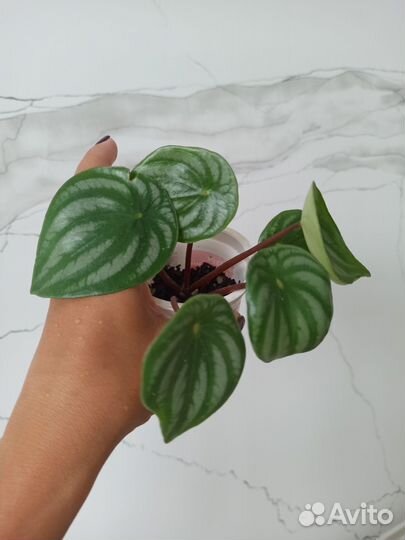 Пеперомия арбузная