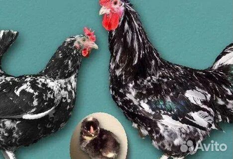 Питерский генофонд яйцо