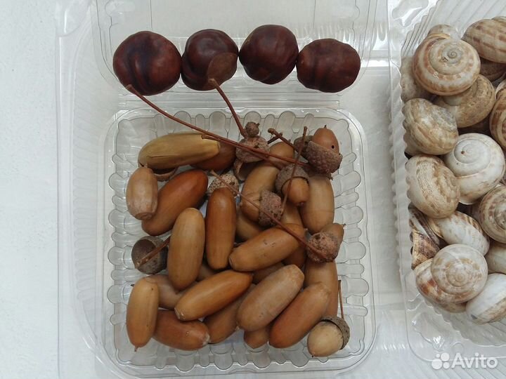 Шишки еловые сосновые жёлуди хлопок ракушки каштан