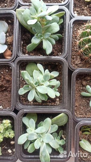 Суккуленты