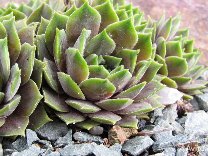 Растения для альпийской горки, рокария