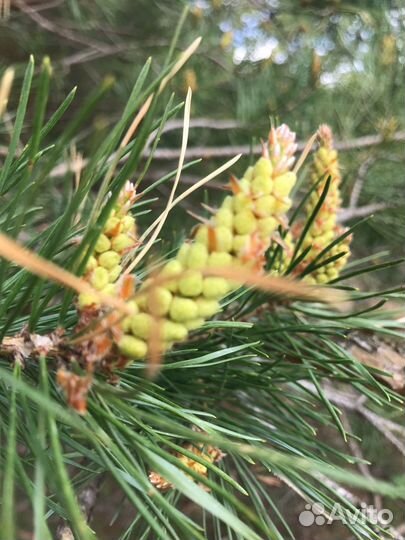 Сосновая пыльца