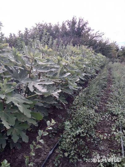 Цветы Кустарники