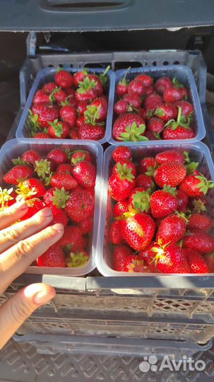 Клубника со своего хозяйства