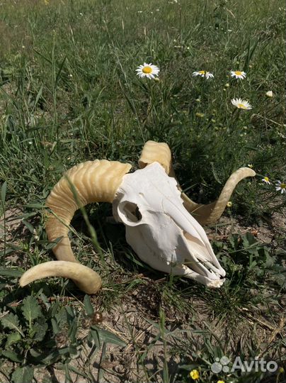 Череп барана большой