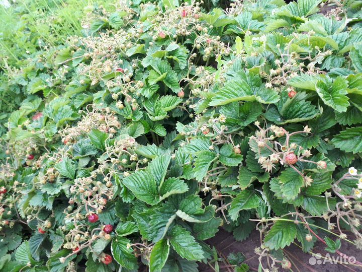 Рассада (саженцы) земклуника