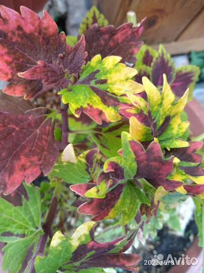 Колеусы для дома и сада